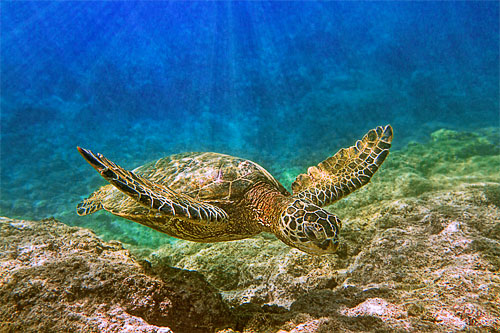 Honu, sea turtle enjoying the coastal waters of Hawaii. Photo by Stephen W Oachs